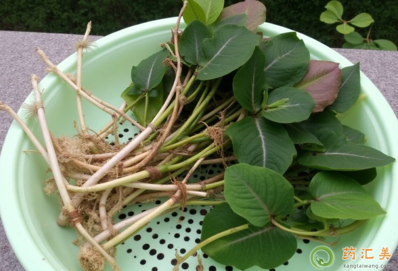 胰腺炎可以吃魚(yú)腥草嗎 1.jpg