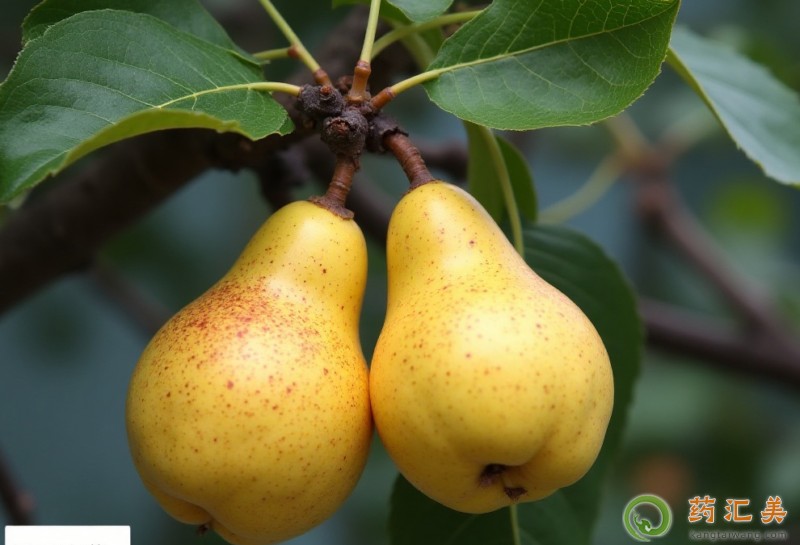 失眠吃梨好 失眠吃梨好