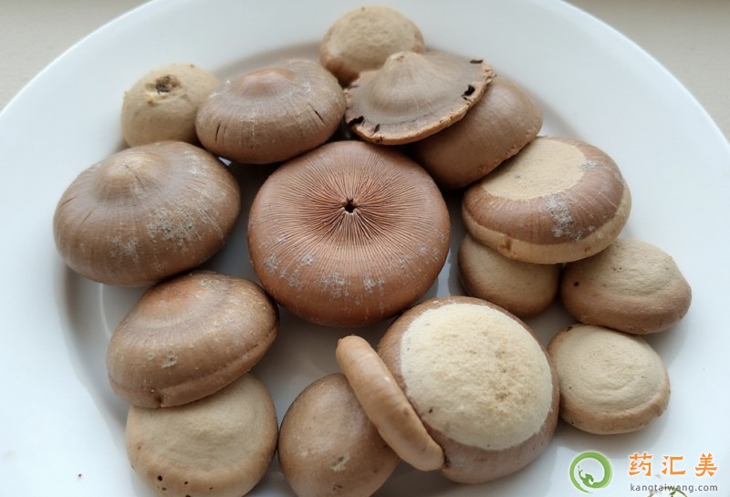 壯陽(yáng)果泡酒可以補(bǔ)腎壯陽(yáng) 壯陽(yáng)果泡酒可以補(bǔ)腎壯陽(yáng)