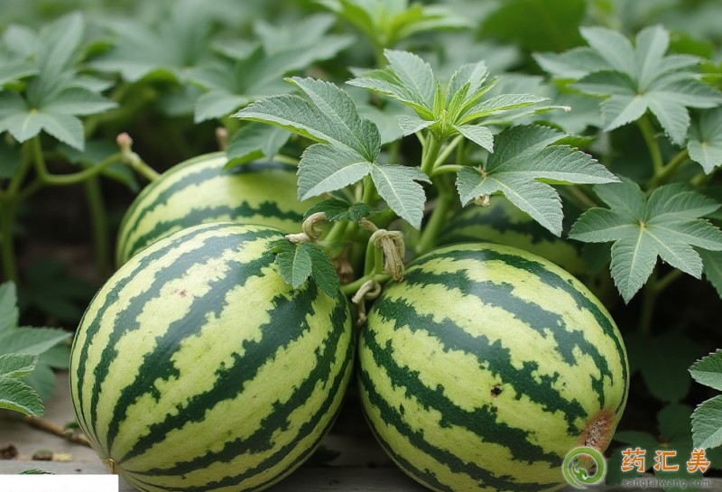 膽囊炎可以吃西瓜嗎 膽囊炎可以吃西瓜嗎