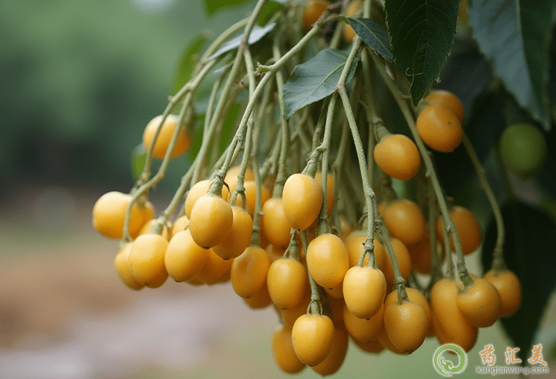 口臭可以吃黃皮果 口臭可以吃黃皮果