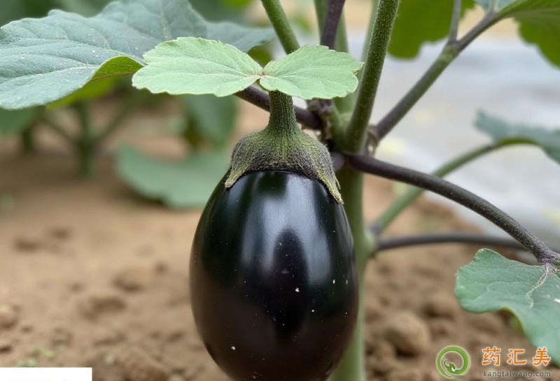 胰腺炎能吃圓茄子嗎 胰腺炎能吃圓茄子嗎