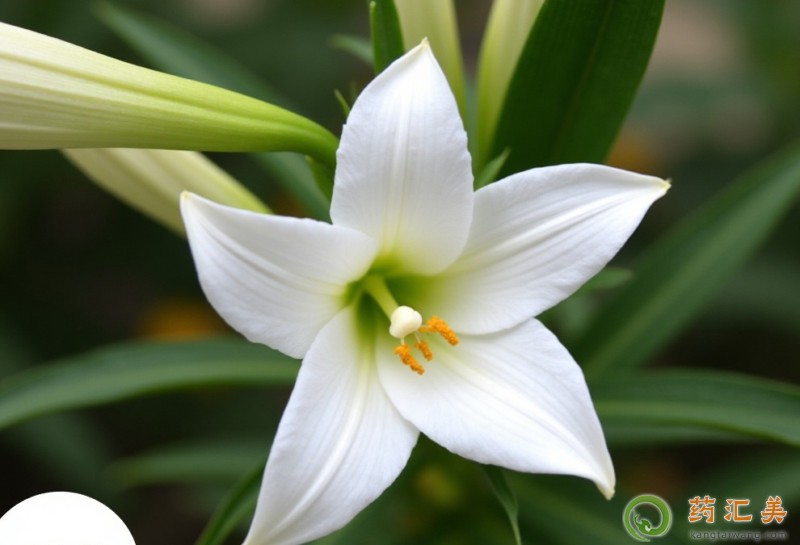 百合和什么食物相克不能一起吃 百合和什么食物相克不能一起吃