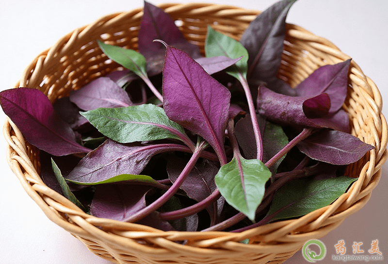 口臭可以吃觀音菜 口臭可以吃觀音菜