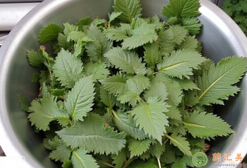 胰腺炎能吃刺兒菜嗎 胰腺炎能吃刺兒菜嗎