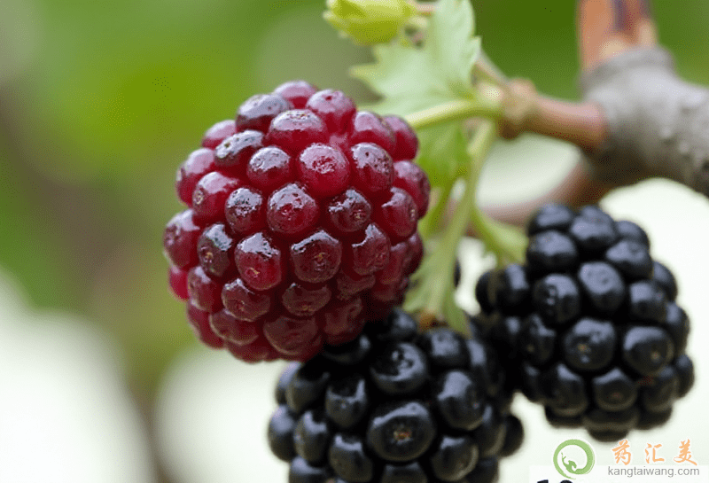 桑葚的營養(yǎng)價(jià)值 桑葚的營養(yǎng)價(jià)值