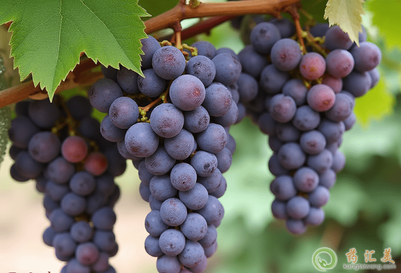 吃這些食物可以治療失眠 吃這些食物可以治療失眠