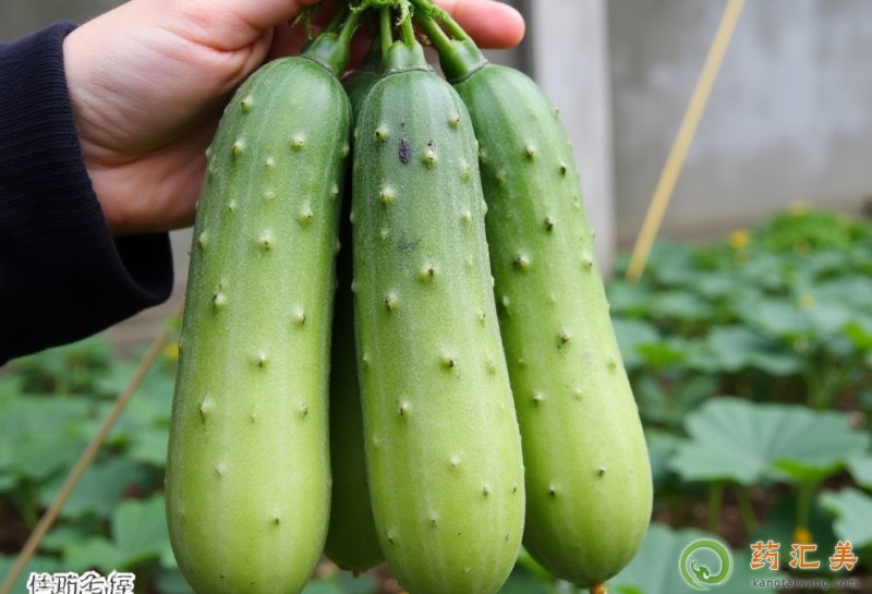 胰腺炎能吃秋黃瓜嗎 胰腺炎能吃秋黃瓜嗎