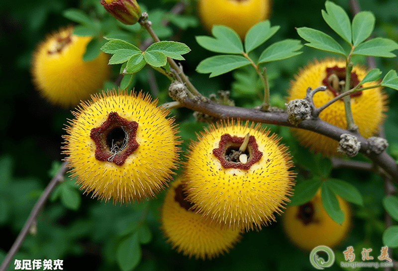 野刺梨泡水的功效 野刺梨泡水的功效