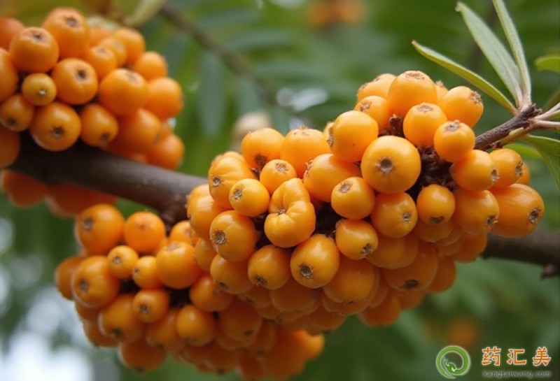 胰腺炎能吃沙棘果嗎 胰腺炎能吃沙棘果嗎