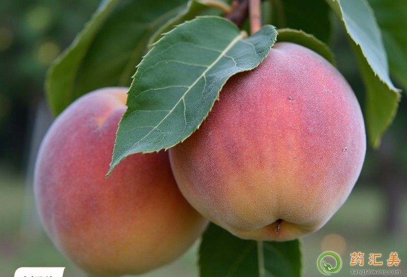 胰腺炎能吃慶豐桃嗎 胰腺炎能吃慶豐桃嗎