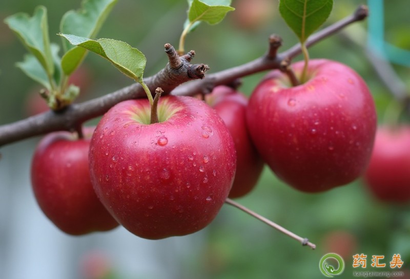失眠能吃蘋果嗎 失眠能吃蘋果嗎